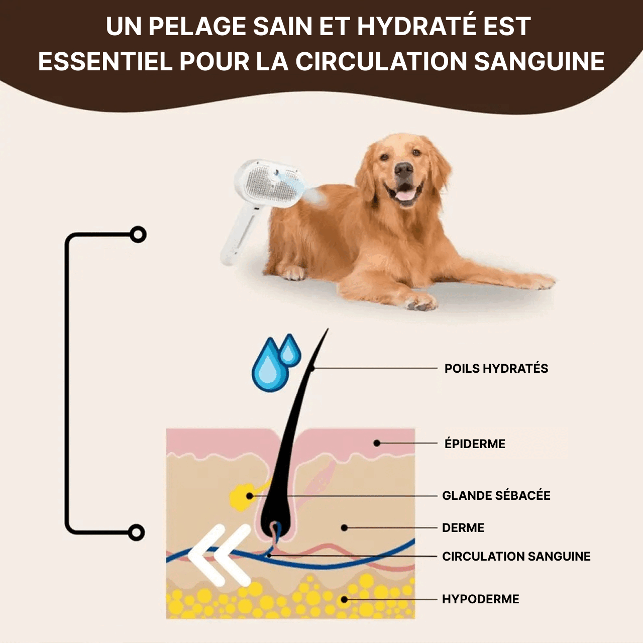 Brosse Carde - Toilettage Pour Chien Et Chat