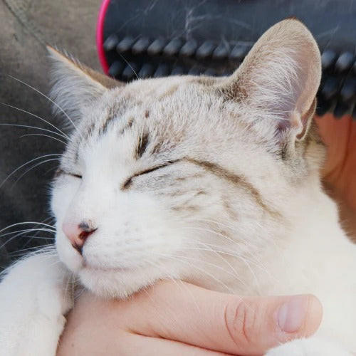 Brosse Pour Chien et Chat 3-en-1