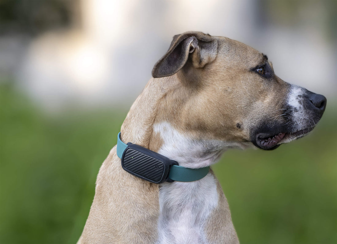 Collier GPS pour chien Helvora