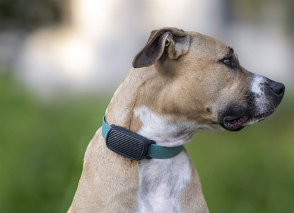 Collier GPS pour chien Helvora